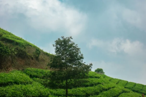 Vagamon Tour Package | 3 Days 2 Nights Vagamon Holiday Package | SD Holidays