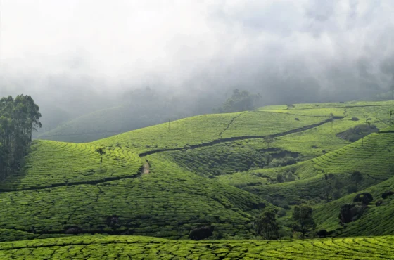 Kerala Deluxe Package | Munnar Alleppey Wayanad Tour Package | SD Holidays