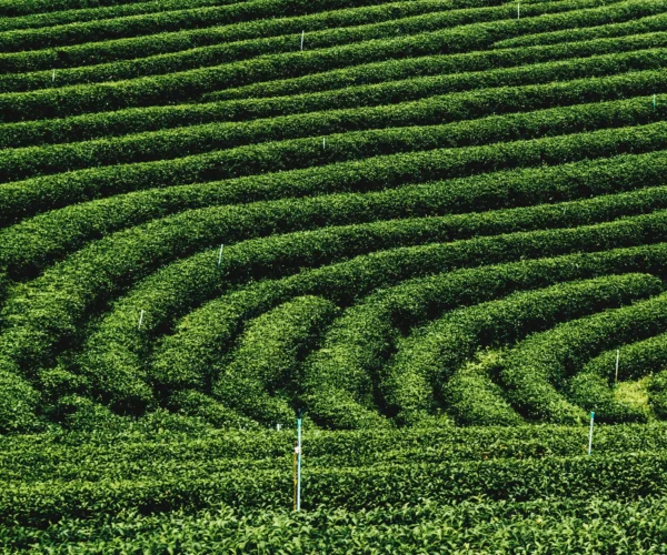 Munnar Tour Package | 3 Days 2 Nights Munnar Holiday Package | SD Holidays